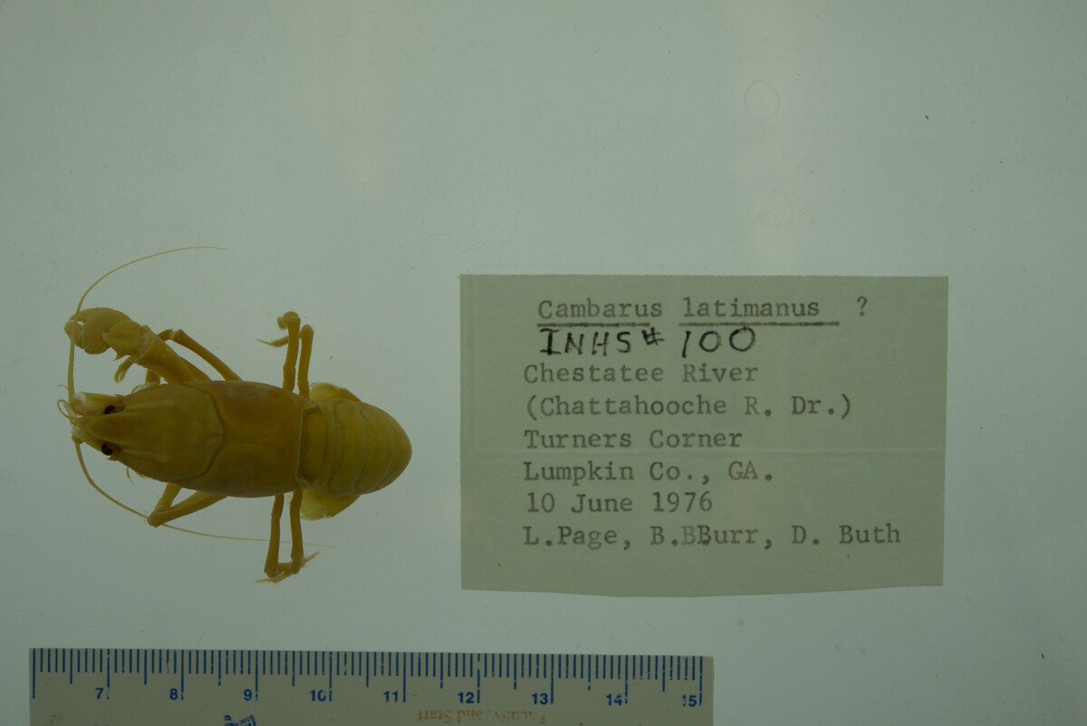 Cambarus latimanus image